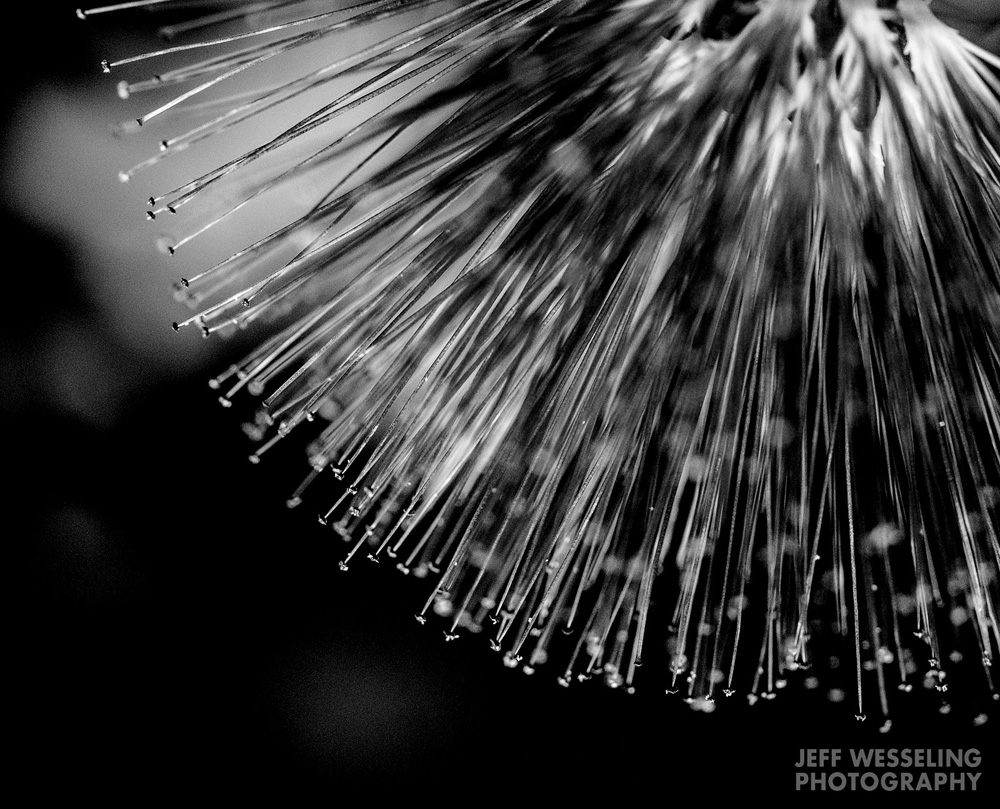 Fine Art Marco Photos
