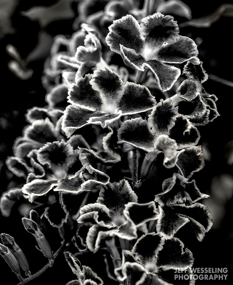 Fine Art Marco Photos