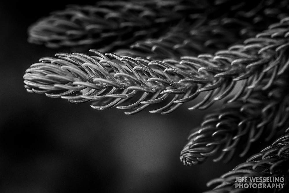 Fine Art Marco Photos