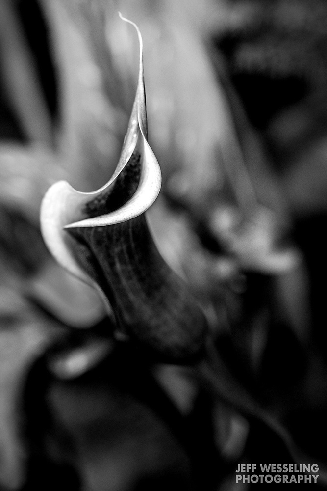 Fine Art Marco Photos