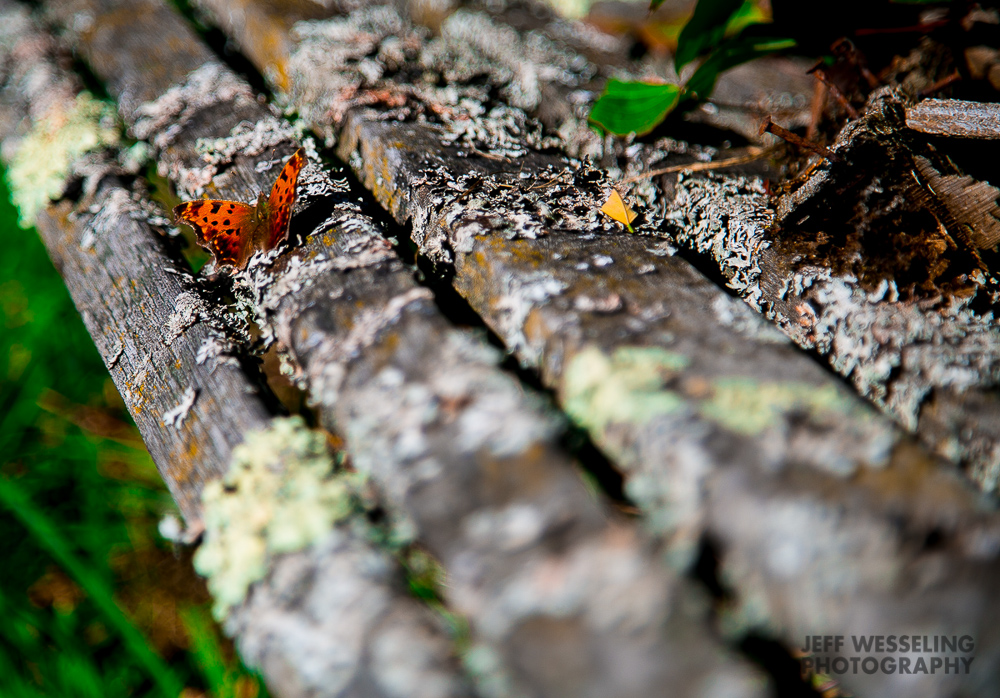 Fine Art Garden Photos