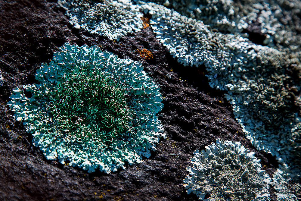 Fine Art Garden Photos