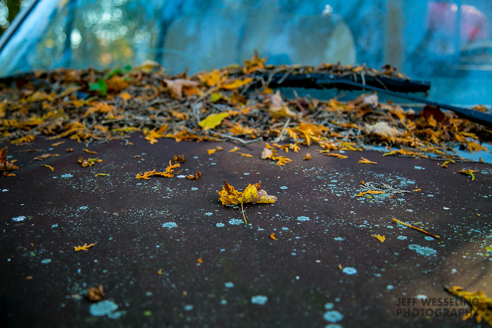Fine Art Garden Photos