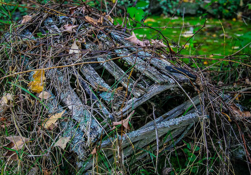 Fine Art Garden Photos