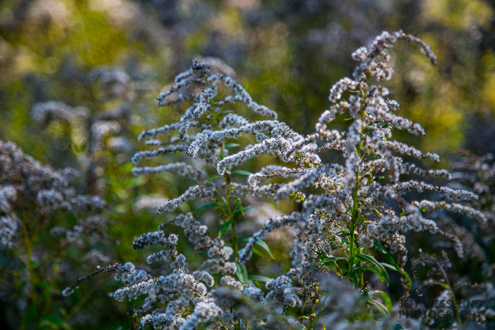 Fine Art Garden Photos